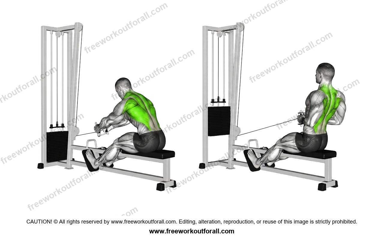 أداء تمرين التجديف بالكابل (Seated Cable Rows) لاستهداف اللاتس