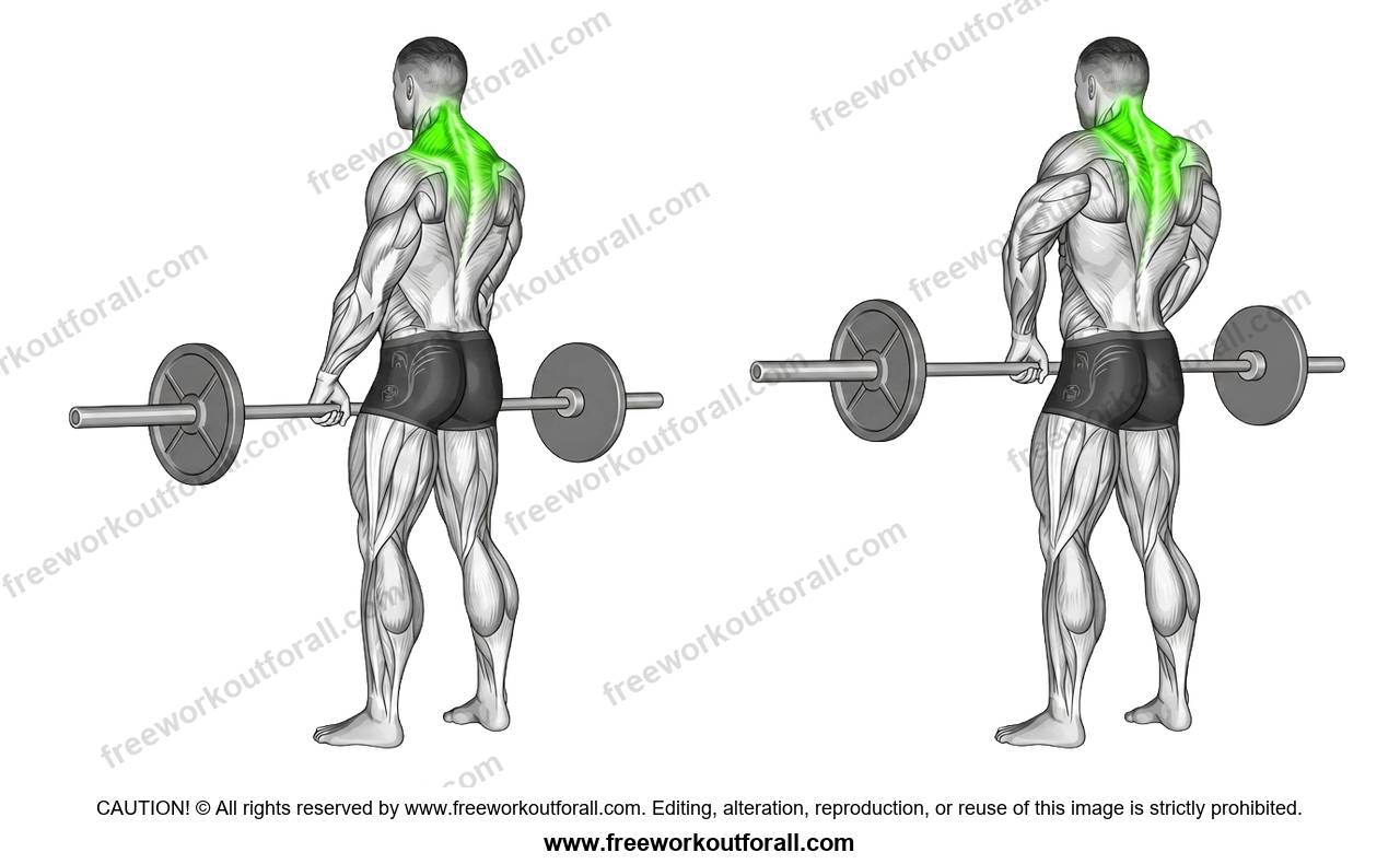 أداء تمرين Barbell Shrugs لاستهداف العضلة شبه المنحرفة