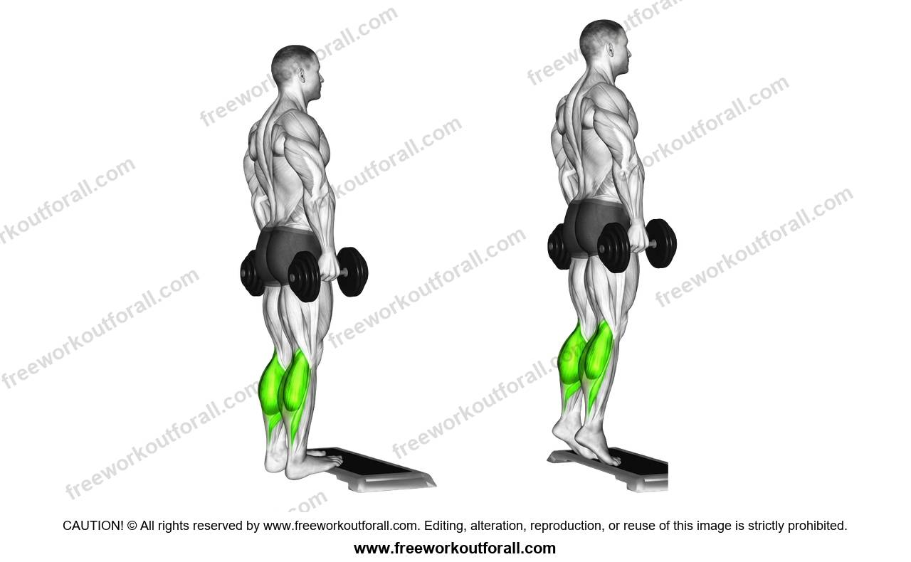 أداء تمرين السمانة بالدمبل (Dumbbell Calf Raises)