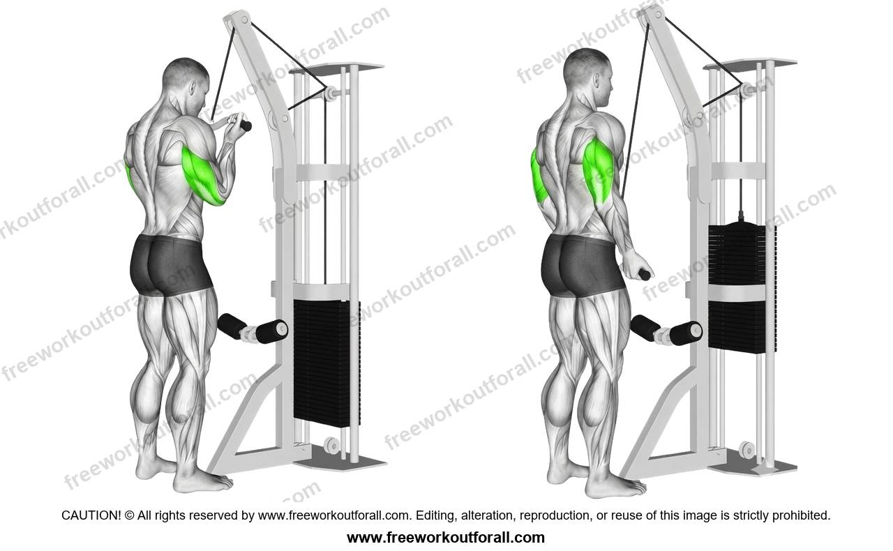 أداء تمرين الترايسبس بالكابل قبضة معكوسة (Reverse-Grip Pushdowns) لاستهداف العضلة ثلاثية الرؤوس