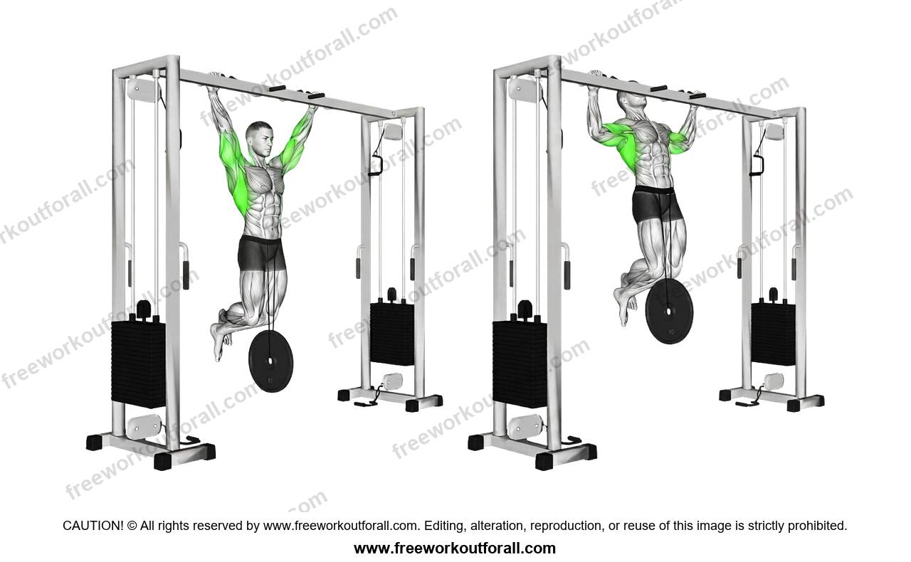 أداء تمرين العقلة بالوزن (Weighted Pull-ups) لاستهداف اللاتس