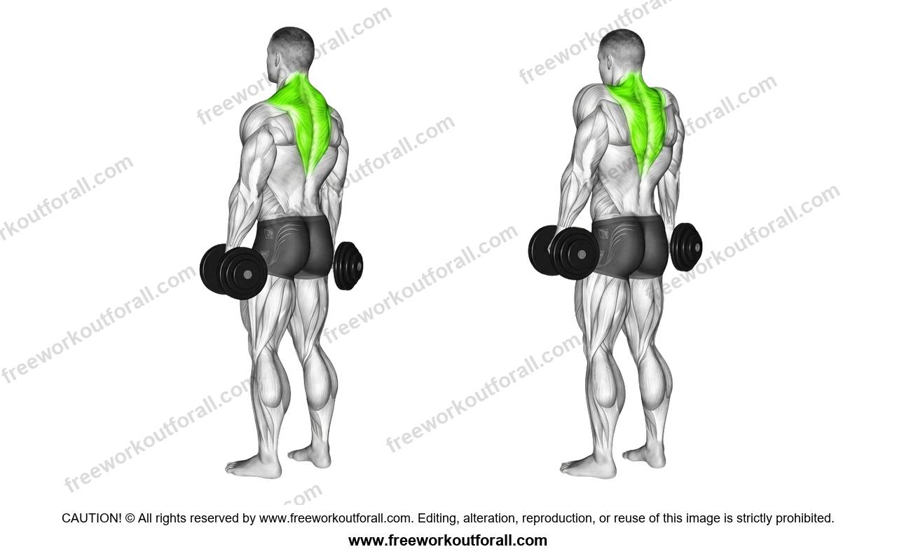 أداء تمرين ترابيس بالدمبل (Dumbbell Shrugs)